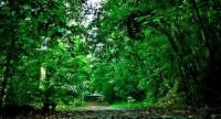 Sri Lanka To Gazette 20 New Forest Reserves